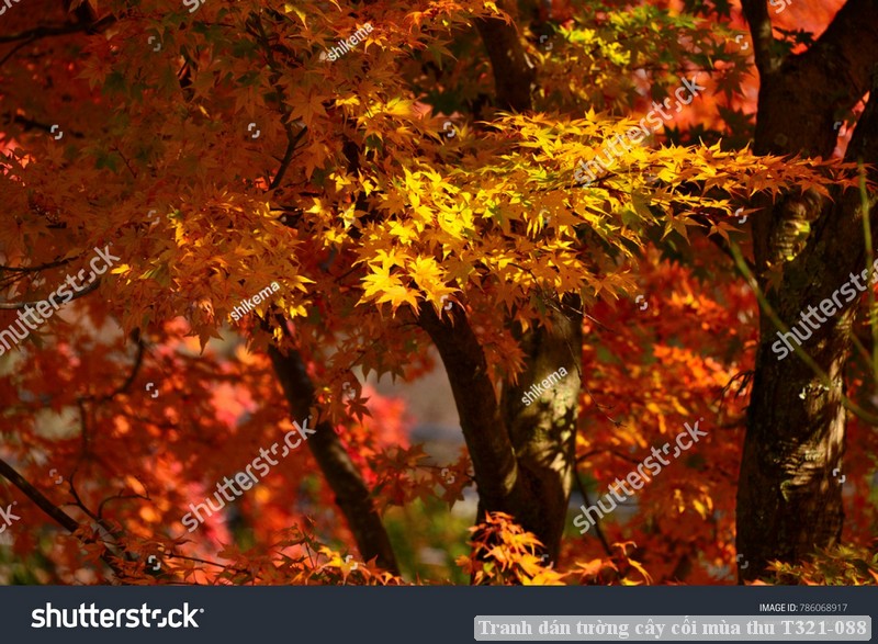 Tranh dán tường cây cối mùa thu T321-088